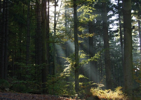 Bunter Herbstwald